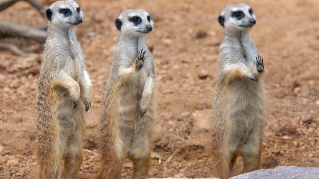 animal meerkat