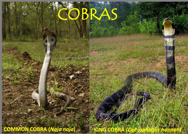 king cobra vs cobra