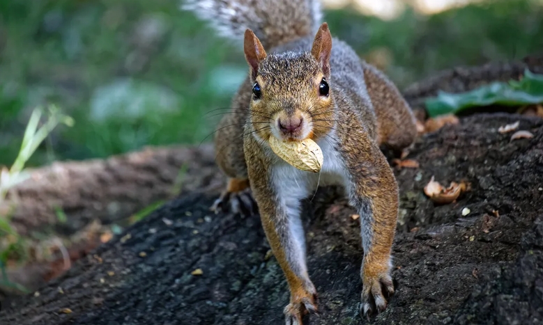 where do squirrels store their food for winter