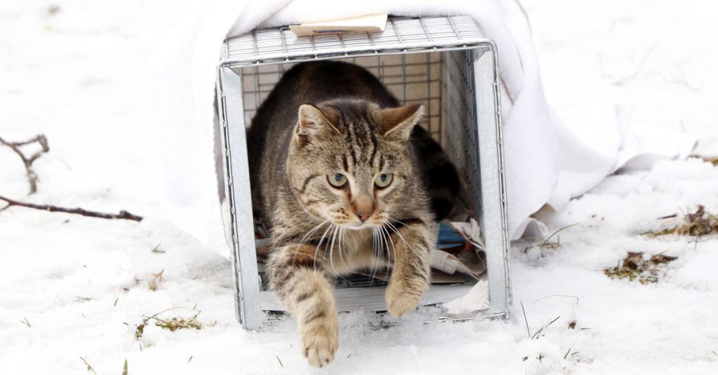 Do cat family have cold resistance?