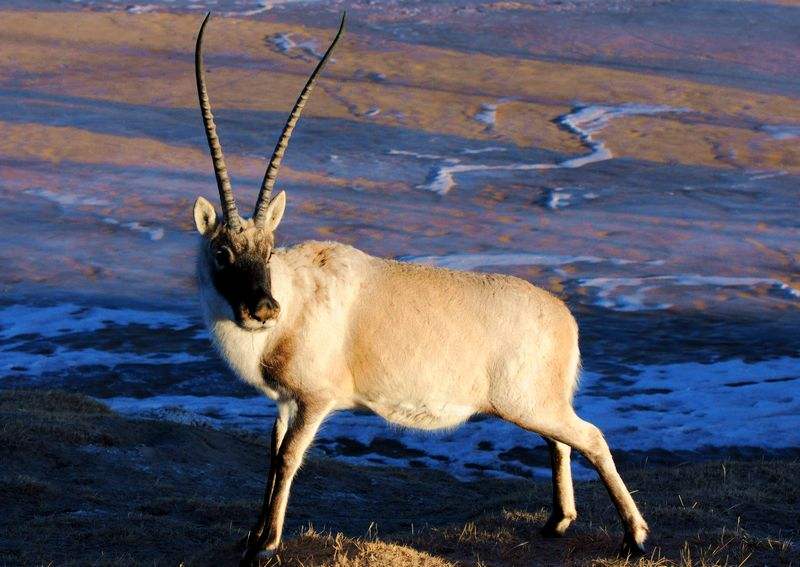 Tibetan Antelope (Chiru)