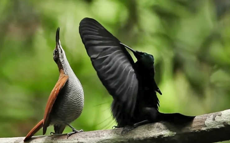male bird courtship dance