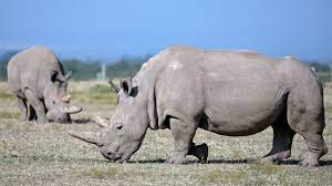 white rhino information