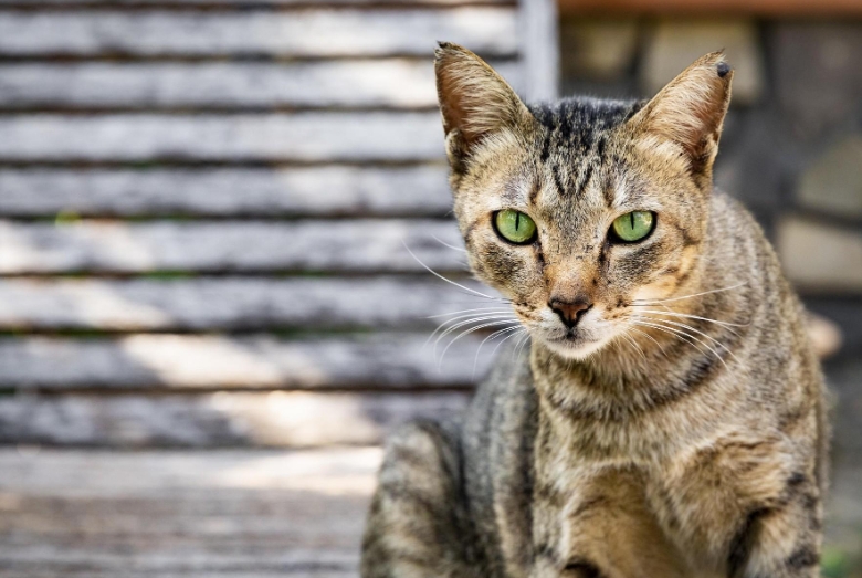 Why do cats have good eyesight?