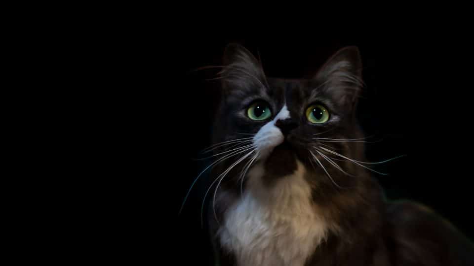 Why do cats have good eyesight?