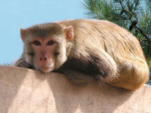 macaca cynomolgus