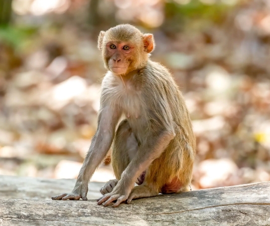 macaca rhesus