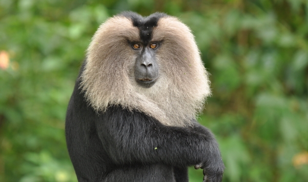 lion tailed macaque endangered