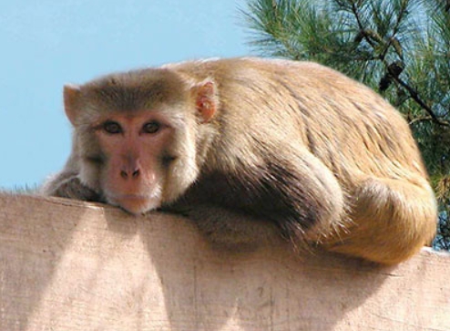 macaca fascicularis cynomolgus monkey