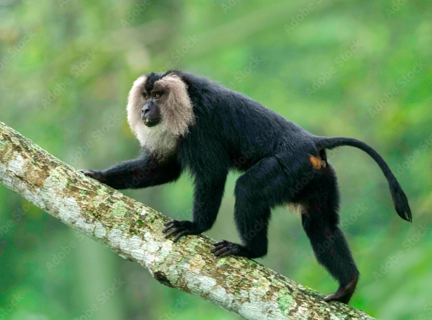 lion tailed macaque