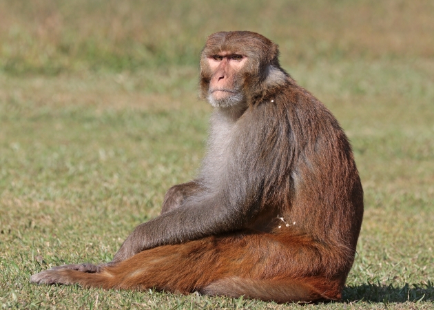 types of macaque monkey