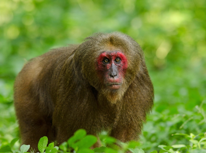 types of macaque