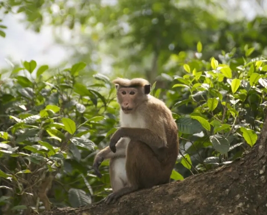 toque macaque