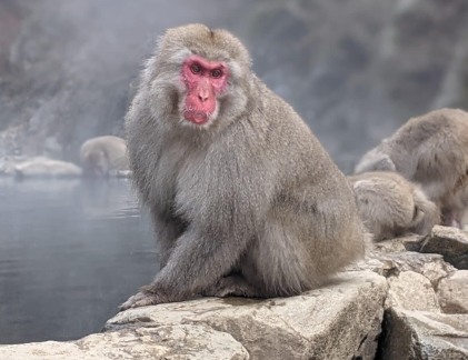 snow macaque