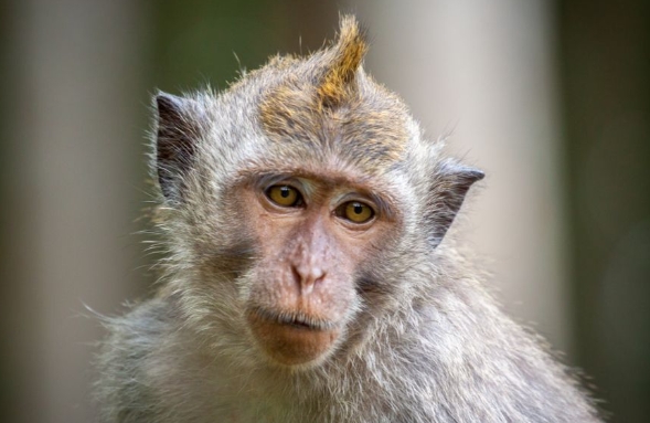 cyno macaque