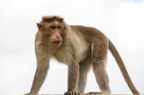 bonnet macaque