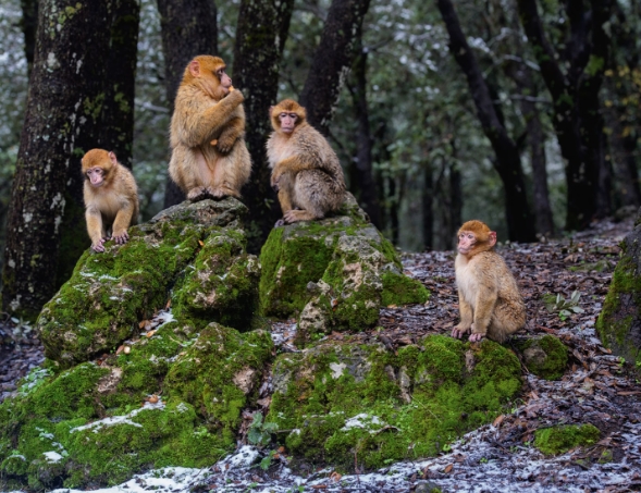 barbary macaque monkey