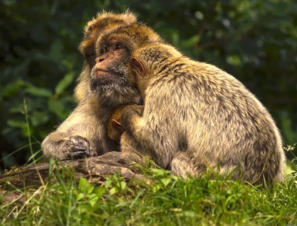 barbary ape