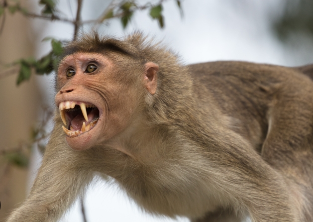 rhesus macaque monkey