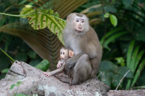 pigtail macaque