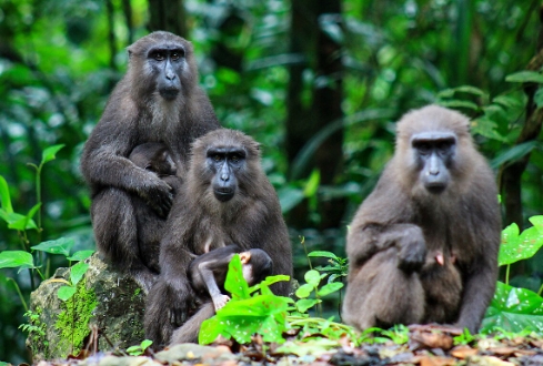 moor macaque