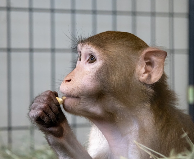 macaque monkey pet