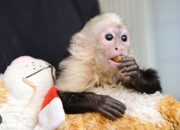 macaque as a pet