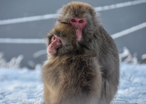 japanese macaque