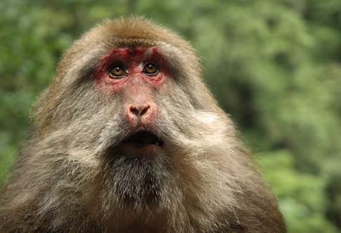 tibetan macaque