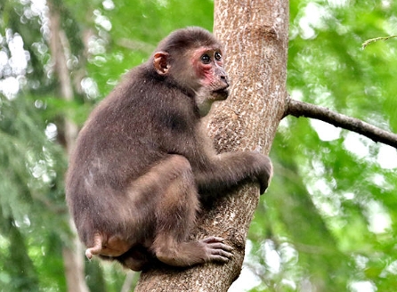 short tailed macaque