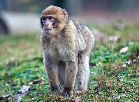 different types of macaques