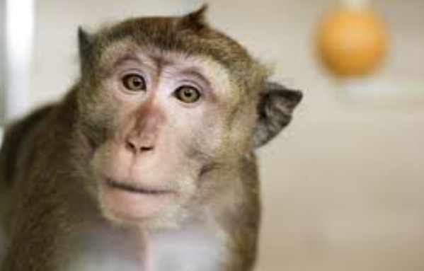 crab eating macaque