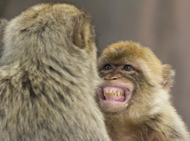 barbary macaque for sale