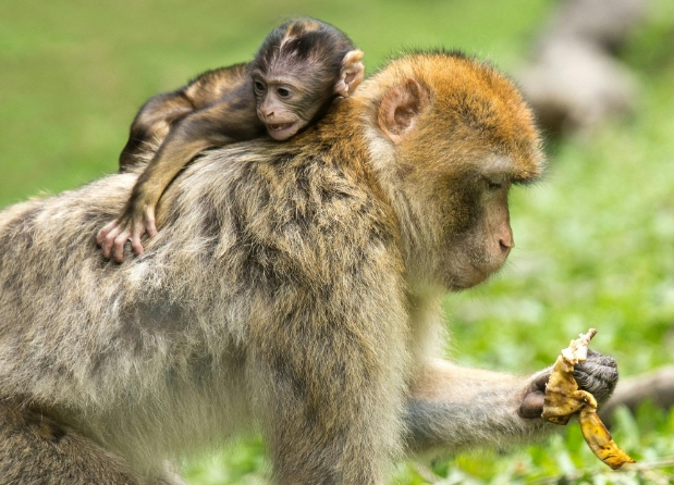 adult macaque