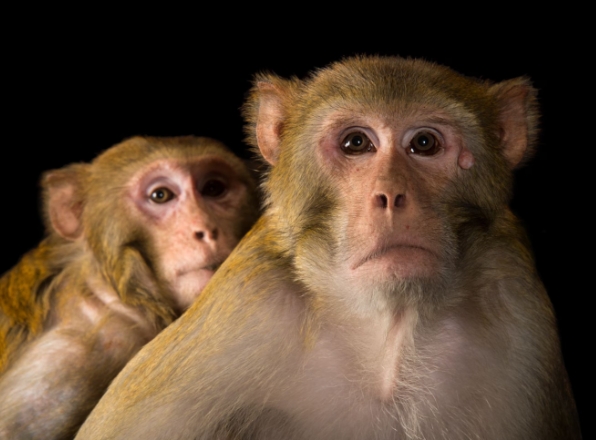 rhesus macaque for sale