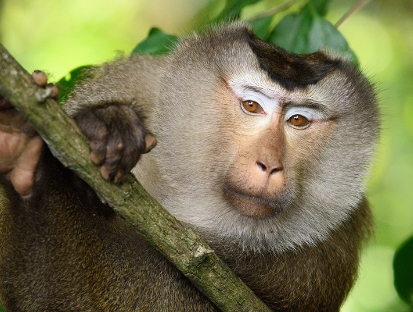 northern pigtail macaque