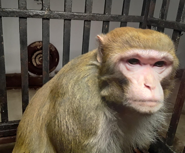 macaque monkey for sale near me