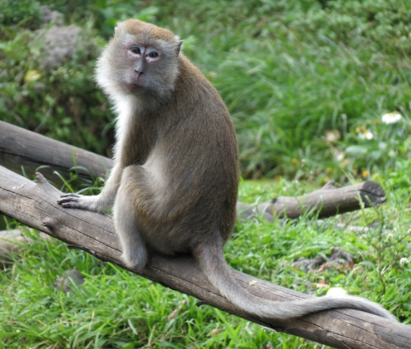 java macaque