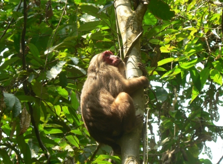 stub tailed macaque