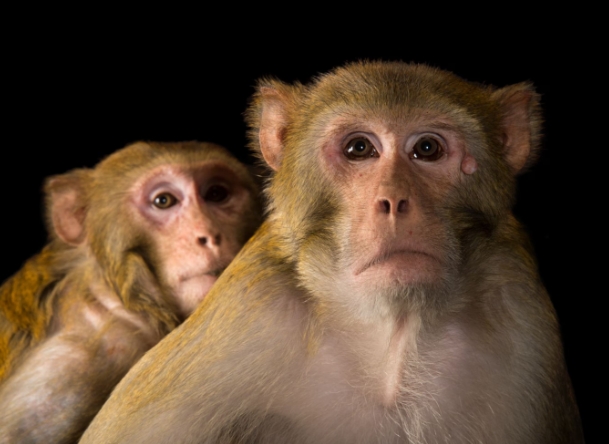 rhesus macaque monkey for sale