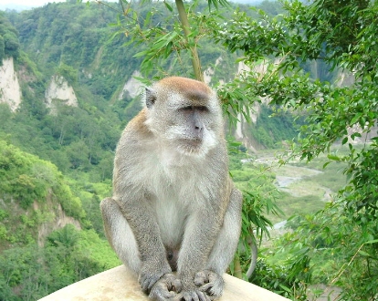 cynomolgus macaque monkey