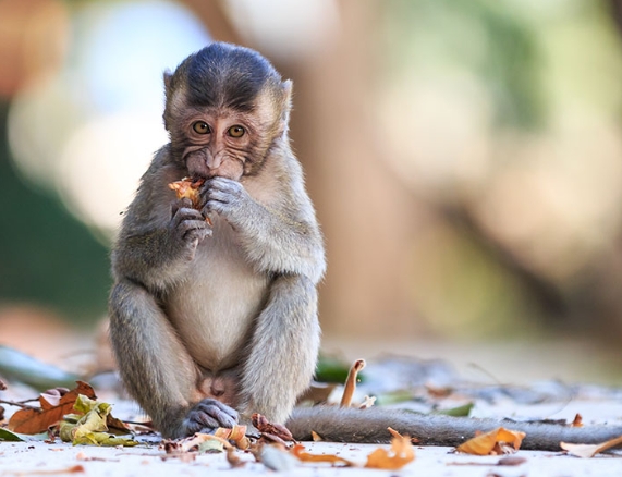 cynomolgus macaque