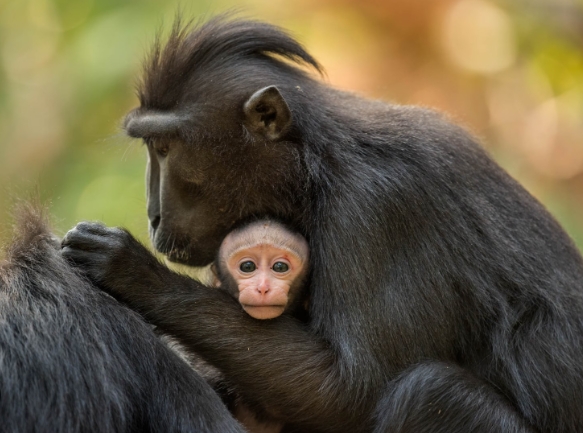 black macaque