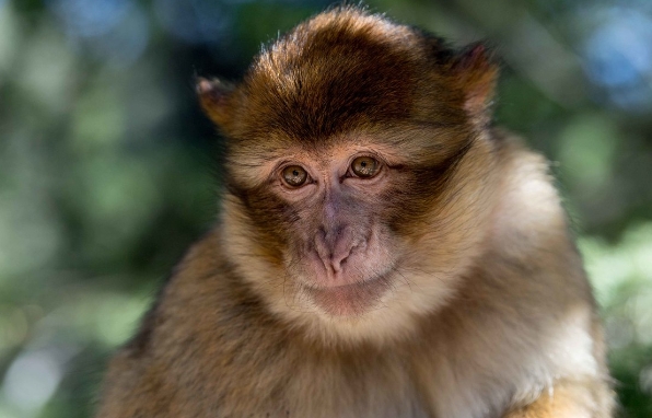 barbary macaque