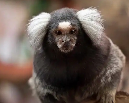 white tufted marmoset