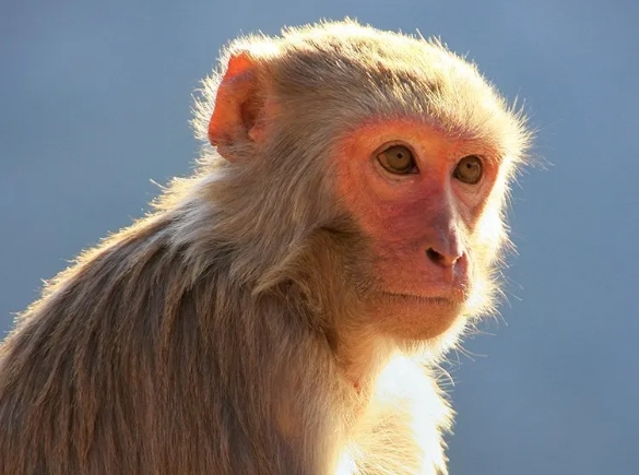 reeseʼs macaque monkey