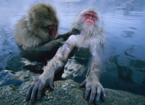 national geographic snow monkey