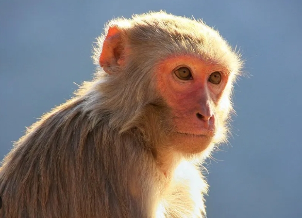 monkey rhesus macaque