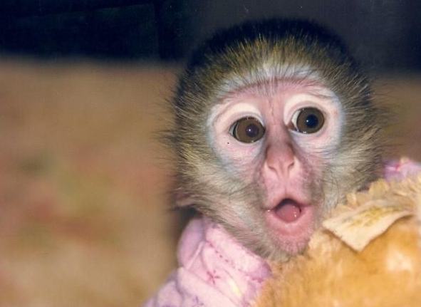 macaque monkey for sale