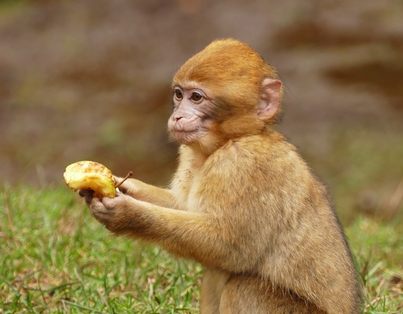 macaque as pet